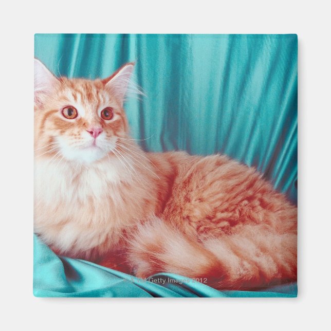 Aimant Portrait du chat (Devant)