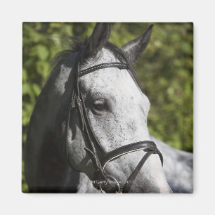 Aimant portrait du cheval blanc 2