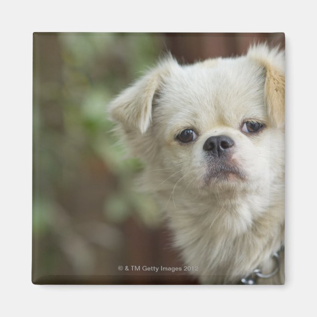 Aimant Portrait du chien 2 (Devant)
