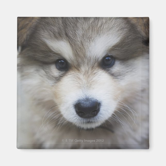 Aimant Portrait du chiot (Devant)