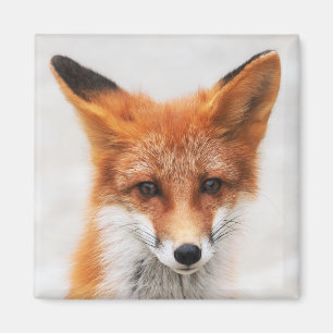 Aimant Portrait du mignon renard rouge sauvage aux beaux