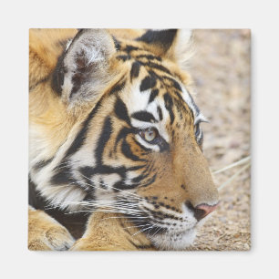 Aimant Portrait du Tigre royal du Bengale, Ranthambhor