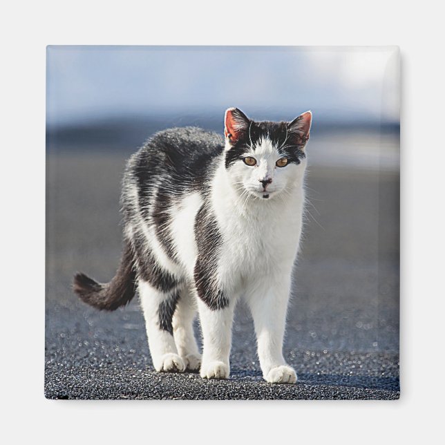 Aimant Portrait d'un chat (Devant)