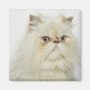 Aimant Portrait d'un chat persan