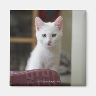 Aimant Portrait d'un chaton blanc, Suède