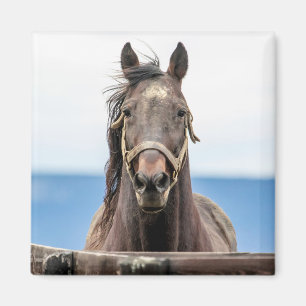 Aimant Portrait d'un cheval