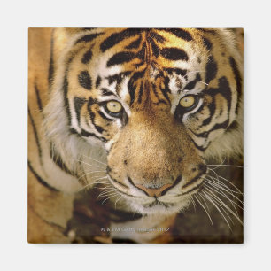 Aimant Portrait d'un tigre