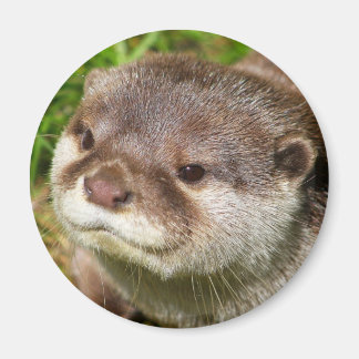 Aimant Portrait Otter