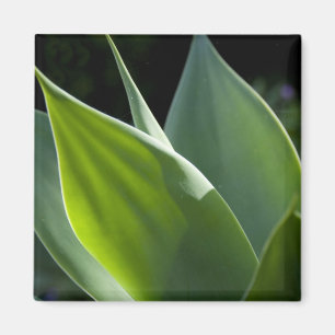 Aimant Portugal, Madère, Funchal. Botanique