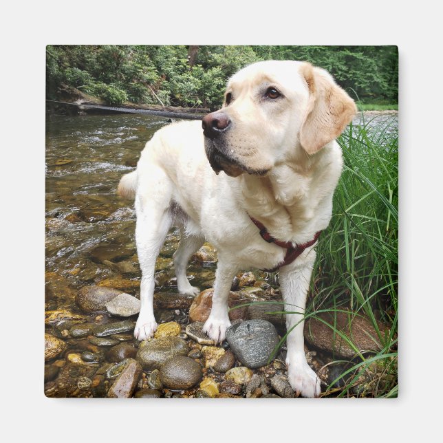 Aimant Pose d'État de Récupérateur du Labrador Jaune (Devant)