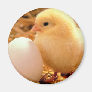 Aimant poulet