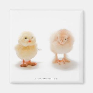 Aimant Poulet de bébé et faux poulet mécanique