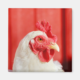 Aimant Poulet de ferme