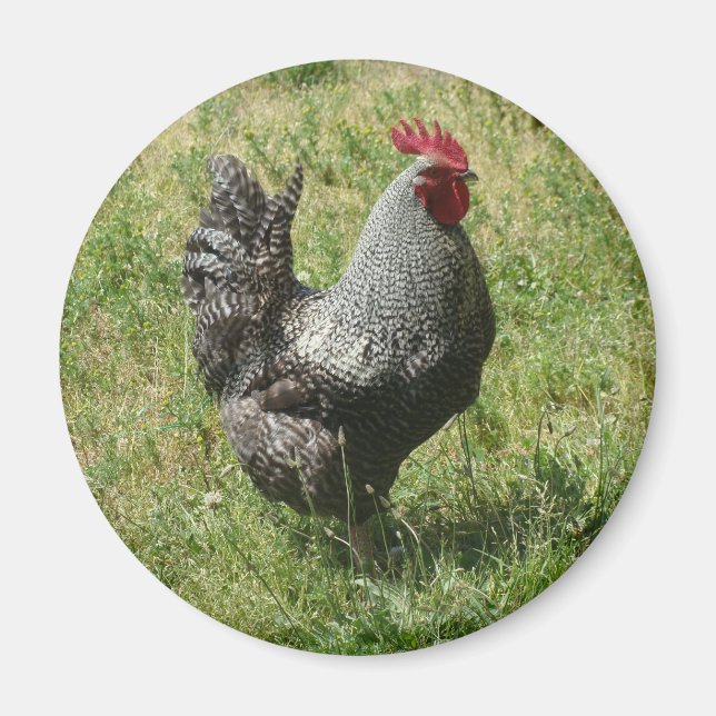 Aimant Poulet de roche de Plymouth (Devant)