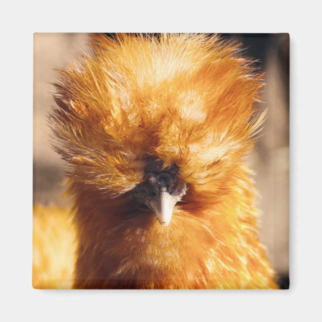 Aimant Poulet rouge à soie (Devant)