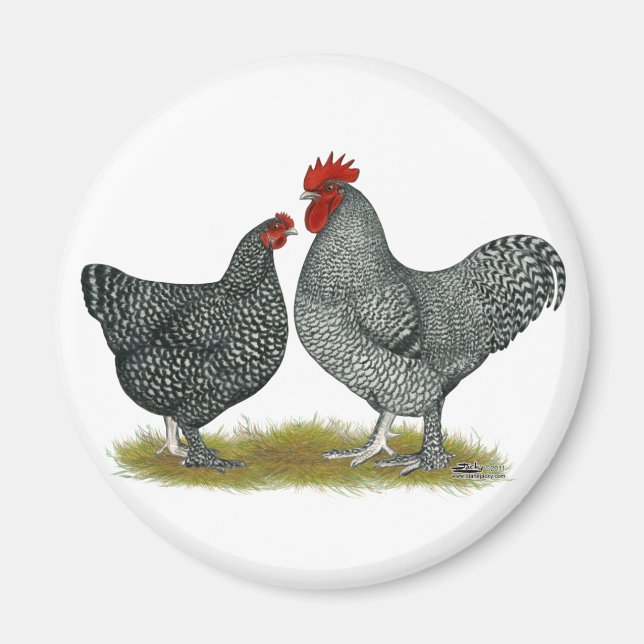 Aimant Poulets de Maline (Devant)