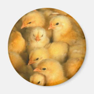 Aimant Poulets de poulet de poussin de poussins de bébé