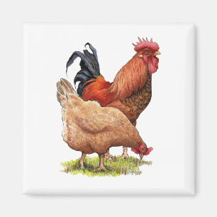 Aimant Poulets : dessin au crayon couleur Hen et Rooster