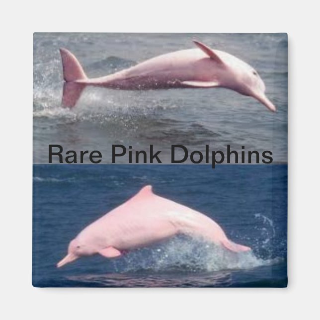 aimant pour dauphins roses rares (Devant)
