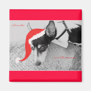 Aimant pour Noël, Rat Terrior