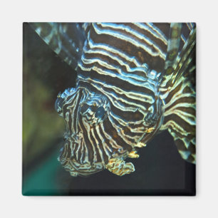 Aimant pour poissons-lions
