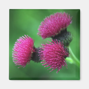 Aimant pourpre de fleur de chardon