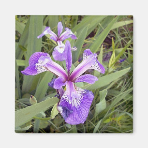 Aimant pourpre de l'iris 2
