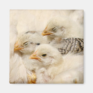 Aimant poussins de bébé