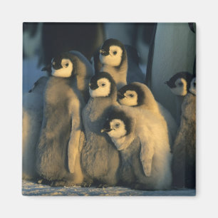 Aimant Poussins de Manchot empereur en crèche, Aptenodyte