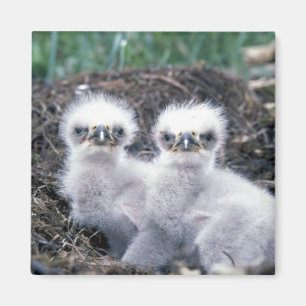 Aimant Poussins d'Eagle chauve