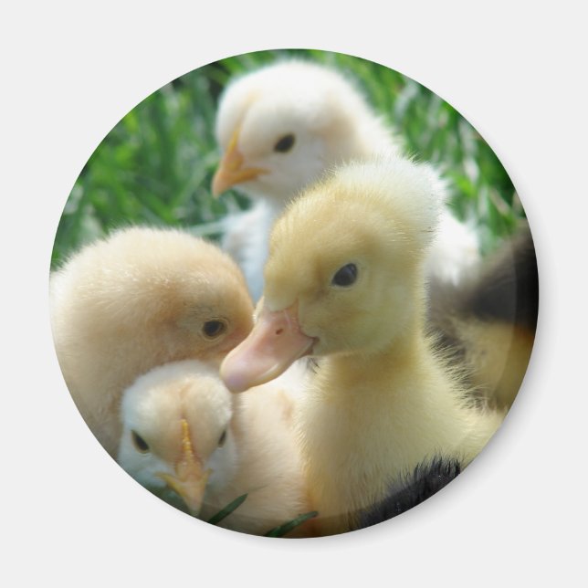 Aimant Poussins et colliers (Devant)