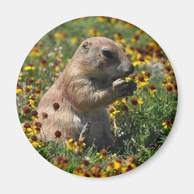 Aimant Praire Dog (Devant)