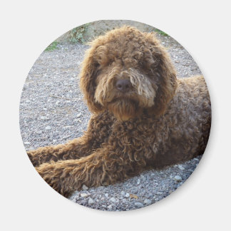 Aimant prestataire avec lagotto marron