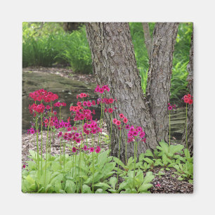 Aimant Primrose japonaise rose Floral