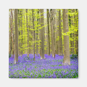 Aimant Printemps dans la forêt bleue