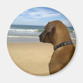 Aimant Produits Rhodesian Ridgeback