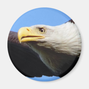 Aimant Profil d'Eagle chauve