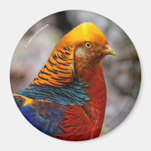 Aimant Profil d'un faisan rouge doré
