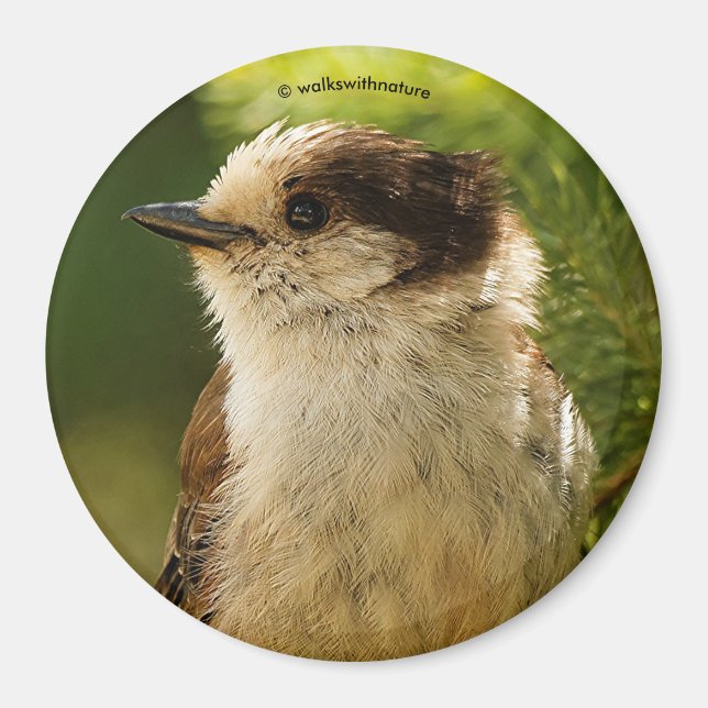 Aimant Profil d'une Jay gris mou / Whiskeyjack (Devant)