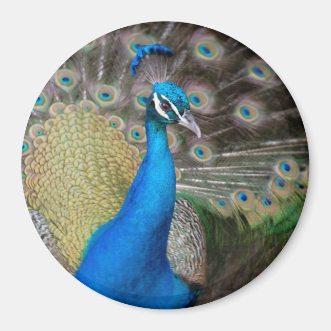 Aimant Prouve Peacock (Devant)