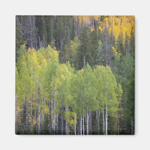 Aimant Provo River and aspen trees