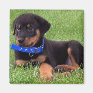 Aimant pubs de rottweiler