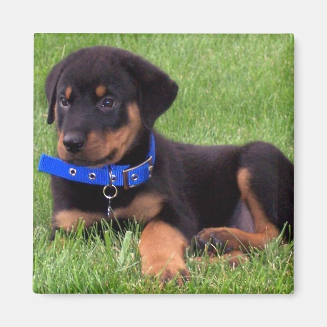 Aimant pubs de rottweiler (Devant)