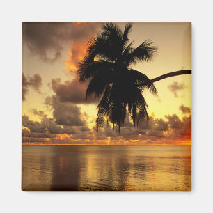 Aimant Puerto Vallarta