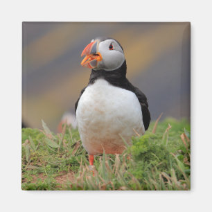 Aimant Puffin
