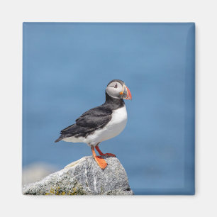 Aimant Puffin Atlantique en Machias, Maine