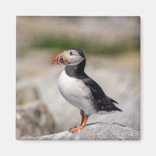Aimant Puffin Atlantique en Machias, Maine