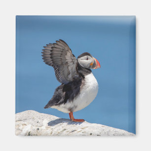 Aimant Puffin de l'Atlantique à Machias, ME