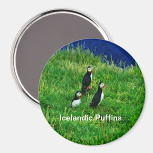 Aimant Puffins islandais en été