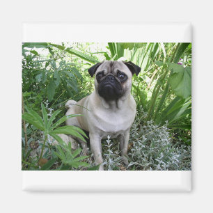Aimant pug assis